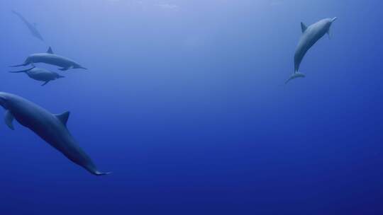 海底世界海洋馆海豚