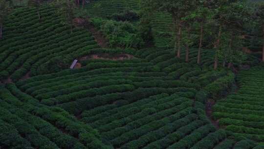 河南信阳市白龙潭文新茶村茶山毛尖采茶茶农