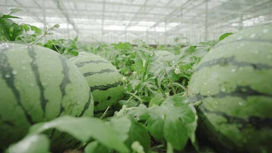 唯美西瓜大丰收温室大棚科技农业种植科技视频素材模板下载