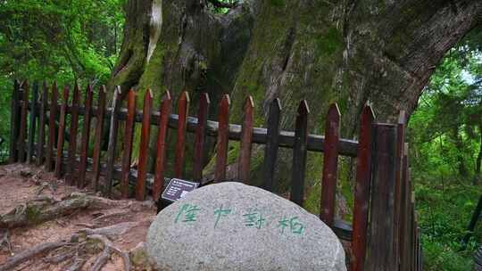 四川北大门广元金牛古蜀道翠云廊古柏青石板