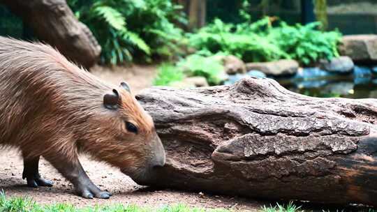水豚嗅闻木头的自然场景