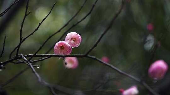 春雨中的粉色梅花视频素材模板下载