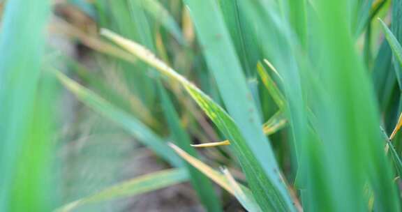 绿色植物叶片特写 小麦生病 麦苗病虫害