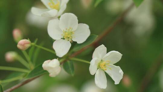 大兴安岭春季山荆子花