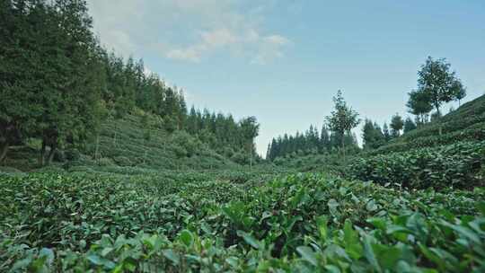 【正版素材】四川雅安荥经县茶园1051