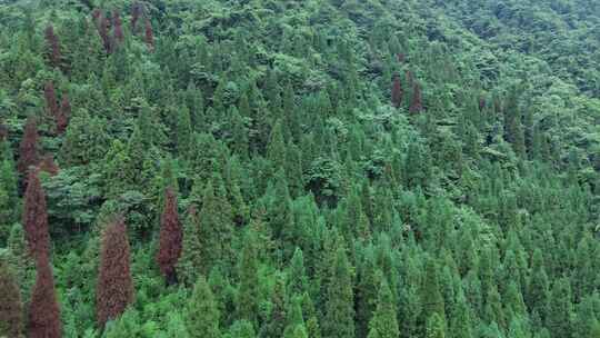 四川彭州九峰山原始森林、苍翠山林