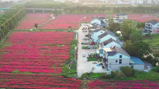 苏州相城区冯梦龙村粉黛乱子草航拍05