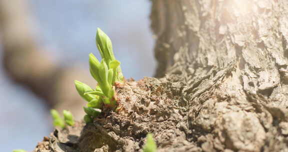 春天树木发芽生长