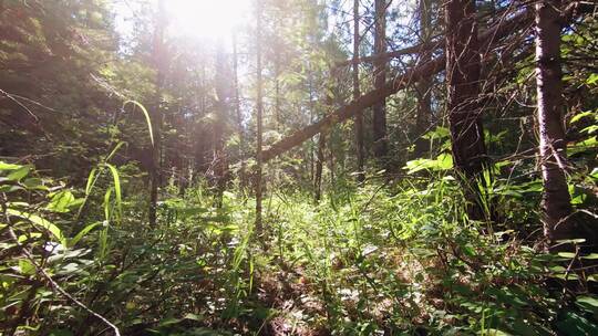 高清实拍阳光透射的森林