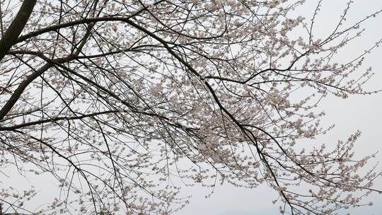 春天阳光下的樱花花朵