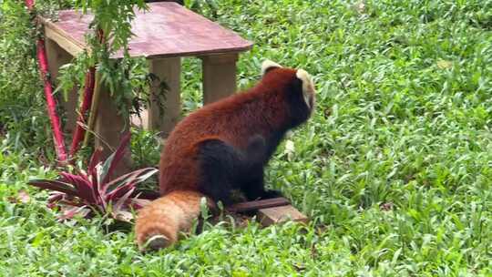 小熊猫可爱动物干净