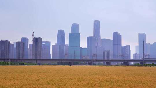 杭州城市建筑与麦田高铁同框风景