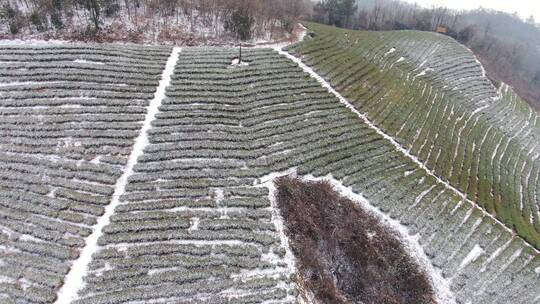 航拍茶园冬天雪景