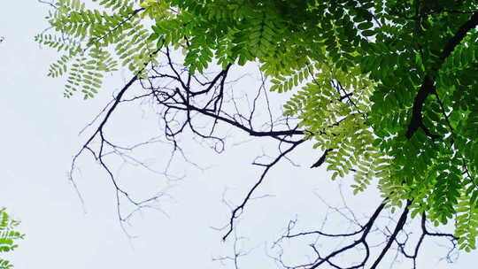 夏天阳光树叶立夏夏至小暑大暑夏日小清新