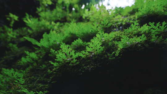 青城山 植被