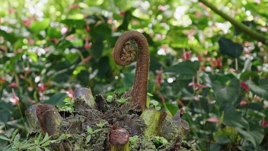 Fiddlehead，Fern，雨林，马