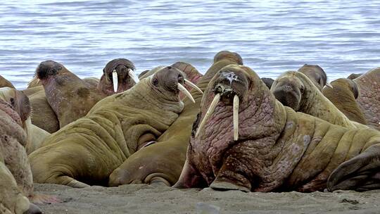 一群海豹在岸上晒太阳