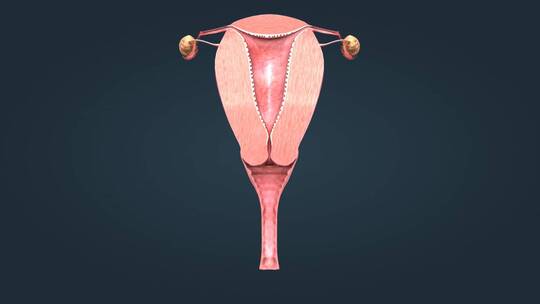 医学人体女性生殖器官子宫卵巢解剖三维动画视频素材模板下载