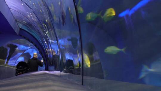 【镜头合集】海底隧道海洋馆水族馆视频素材模板下载