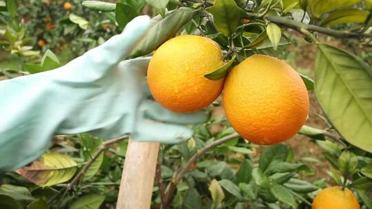 赣南脐橙果园采摘脐橙丰收的季节硕果累累
