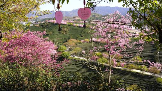 樱花树 茶园樱花美景 浪漫樱花茶园