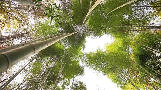 大自然风景美丽的竹海竹林竹子枝繁叶茂