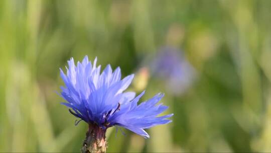 蜜蜂给花授粉