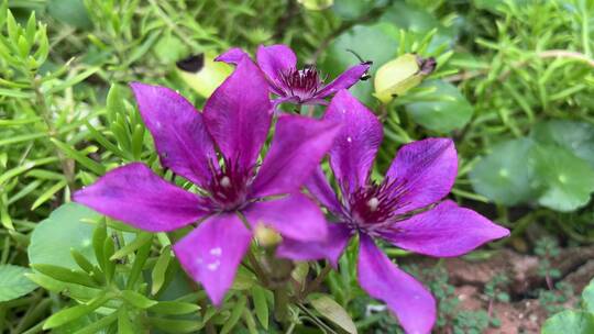 紫色铁线莲花朵