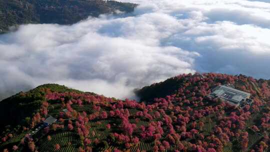 中国云南大理无量山樱花谷日出云海航拍