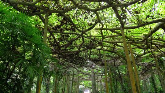 荫生植物园