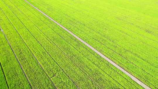 4K鸟瞰泰国乡村美丽的绿色稻田
