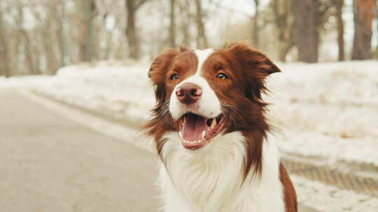 公园里雪中边境牧羊犬的特写，狗宠物坐在雪