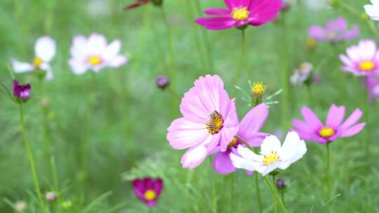 格桑花实拍