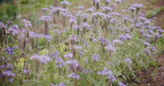 郁郁葱葱的开花植物Phacelia