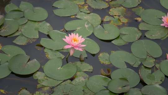 莲池莲花花朵花瓣莲叶视频素材模板下载