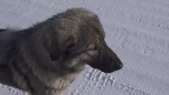 雪地上的狗视频素材模板下载