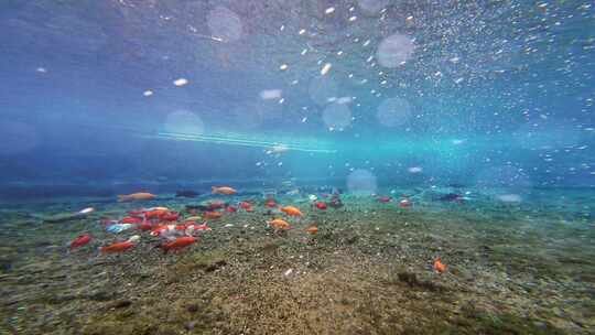 济南趵突泉水下锦鲤鱼群