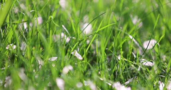 （慢镜）春天樱花飘落在绿色的草地上