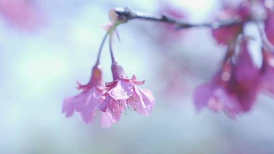 樱花花朵特写