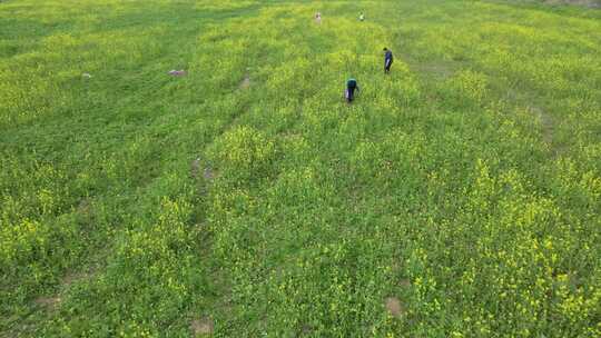 航拍长沙江边油菜花地