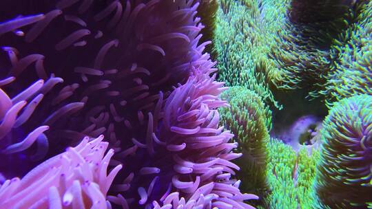 海底珊瑚视频素材模板下载