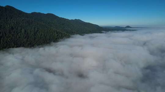 高空航拍云海森林大气景观平流云森林云雾