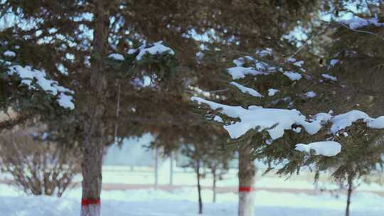树林树木积雪雪景视频素材模板下载