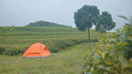 4k实拍茶园茶山户外帐篷露营 00