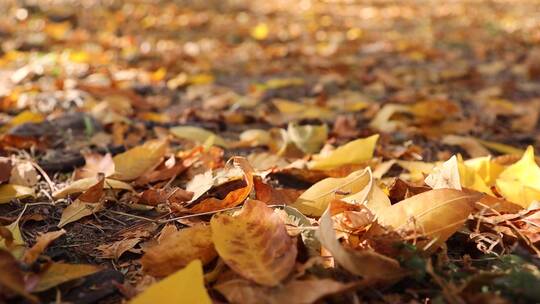 秋天地面的落叶