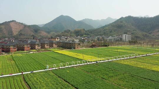 航拍 春季桐庐合村乡油菜花海