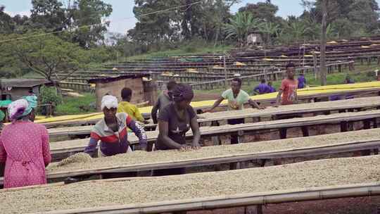 埃塞俄比亚咖啡种植园劳工手工晾晒