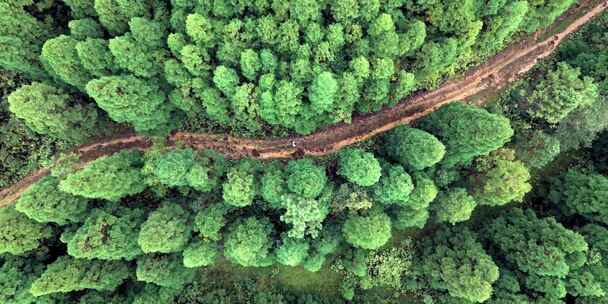 森林 树林丛林 森林公路 森林汽车行驶