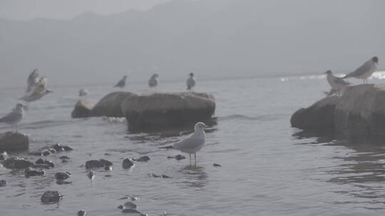 【精品】洱海滇池海鸥红嘴鸥戏水灰片视频素材模板下载