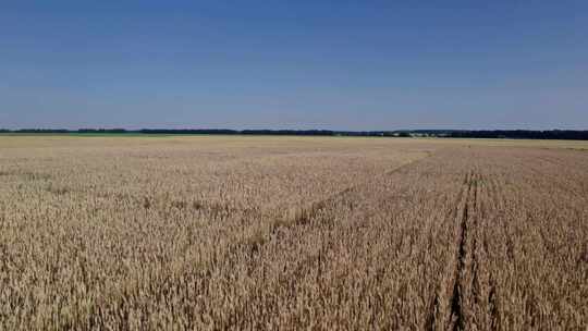 田地、无人机、小麦、作物